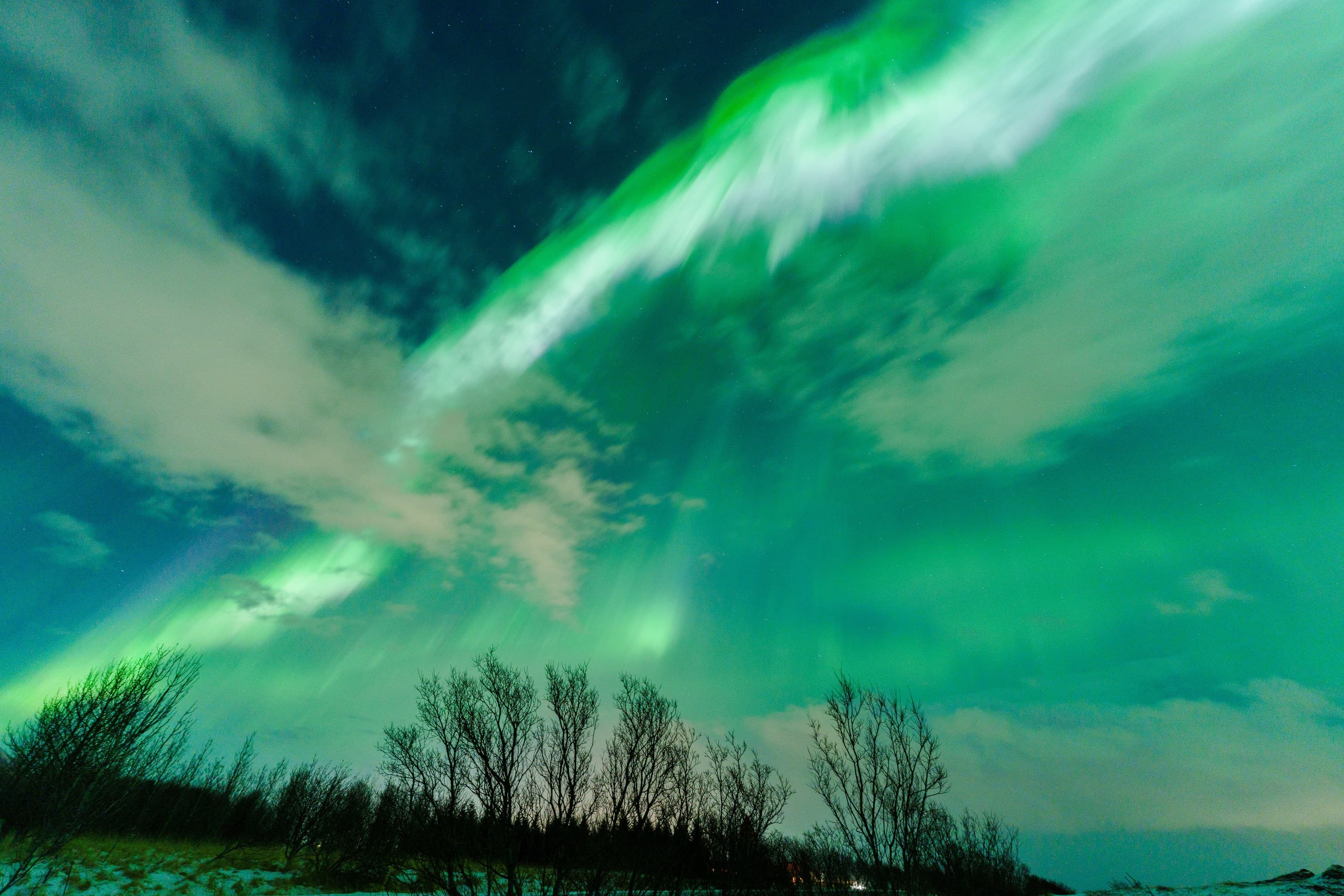 Green aurora sweeping above a snowy horizon and a line of bare trees in Iceland.